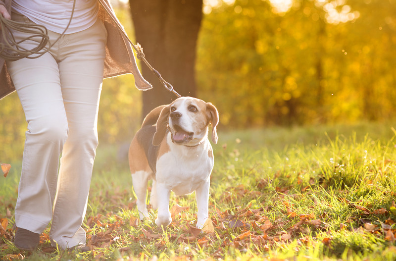 Someone walking dog outside | Comfort Keepers Calgary | BLOG POST | Pet Therapy for Seniors