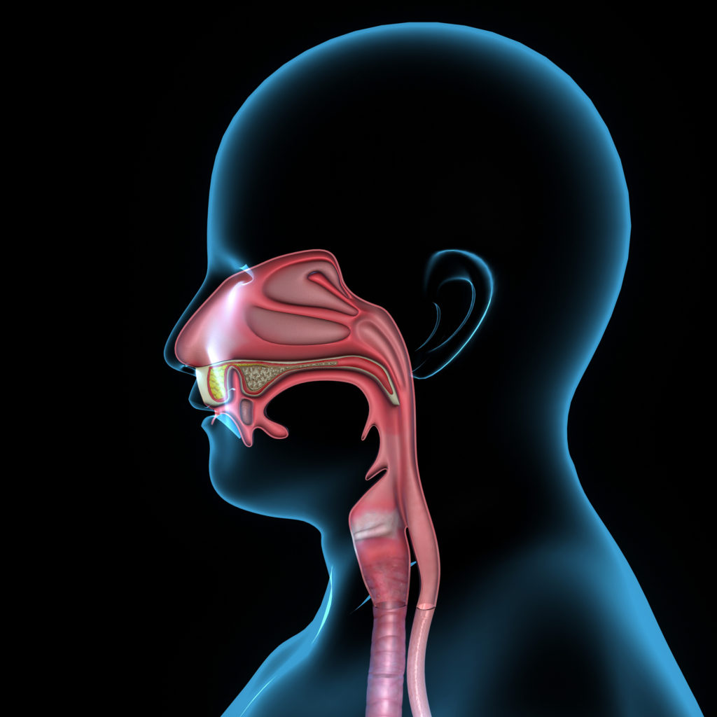 Graphic of the human nose and throat | Seniors and Oral Cancer | Comfort Keepers Edmonton | BLOG POST