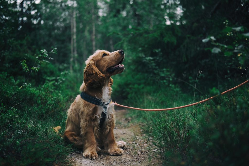 Photo of a dog on a walk | Comfort Keepers Georgian Triangle | Service Animals for Seniors | BLOG POST