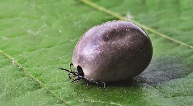 Image of tick | Seniors and Lyme Disease | Comfort Keepers Georgian Triangle | BLOG POST