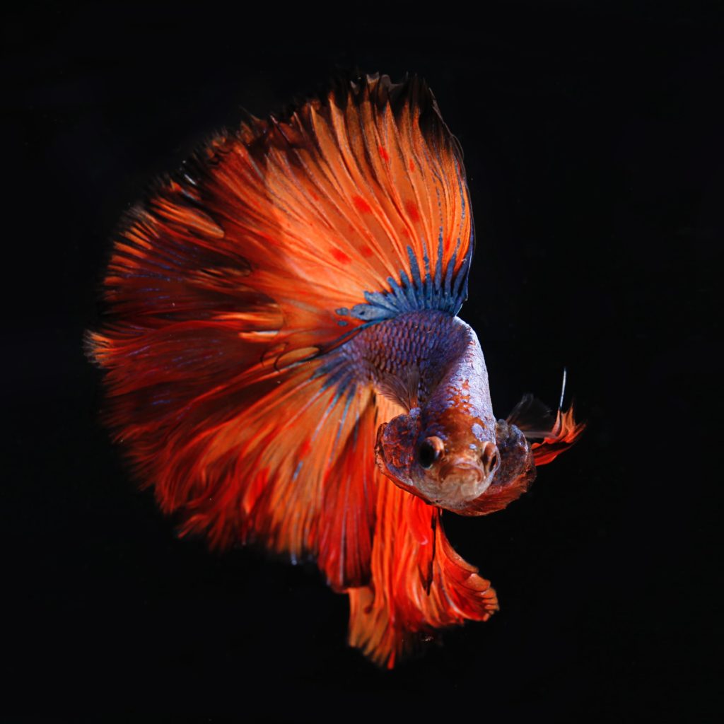 Betta fish